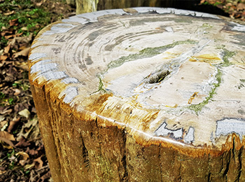 樹化玉 西湖渡假村