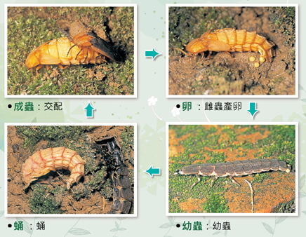 螢火蟲的一生1 螢火蟲的一生1