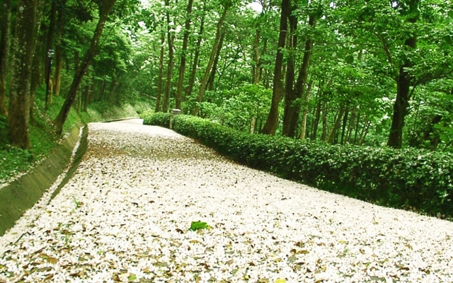 西湖賞桐據點大公開 西湖渡假村