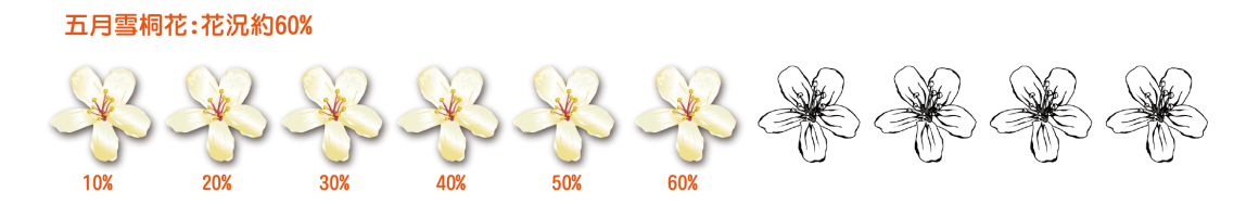 桐花花況-07